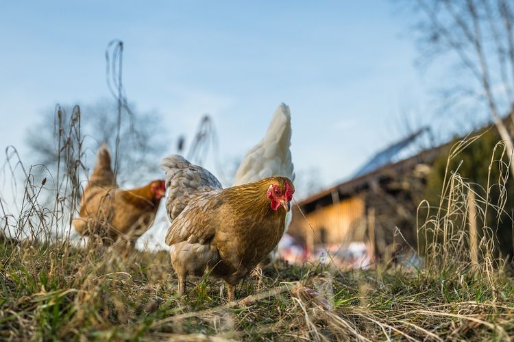 Hühner auf einer Wiese vor einem Stall